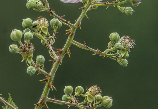 Brombeeren (Rubus sectio Rubus)