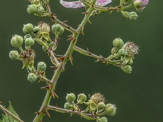 Brombeeren (Rubus sectio Rubus)