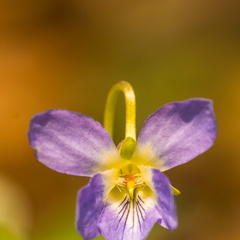 Veilchen (Viola)