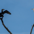Kormoran (Phalacrocorax carbo) & Graureiher (Ardea cinerea)