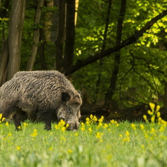 Wildschwein (Sus scrofa)