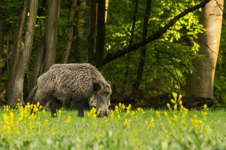 Wildschwein (Sus scrofa) 002.jpg