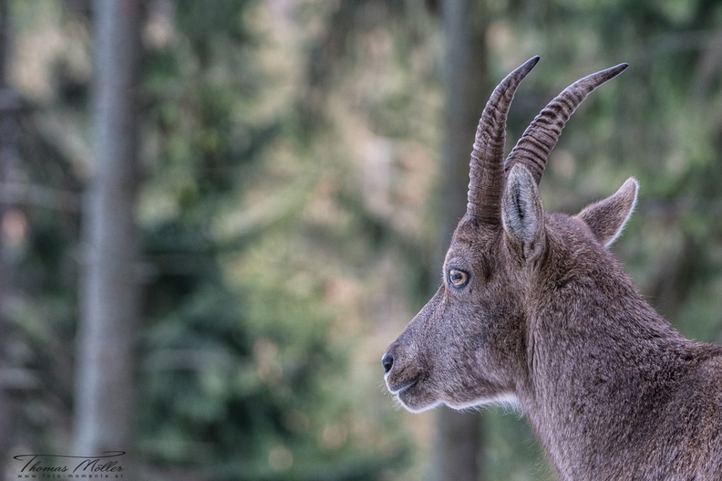 Alpensteinbock (Capra ibex) ♀.jpg