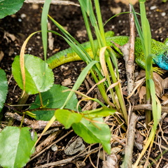 Östliche Smaragdeidechse (Lacerta viridis)
