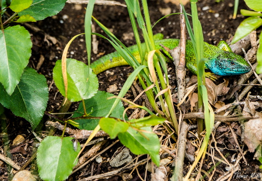 Östliche Smaragdeidechse (Lacerta viridis)
