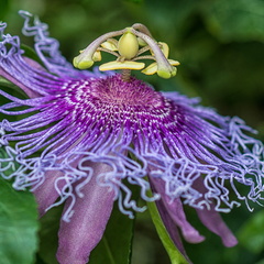 Passionsblume (Passiflora)