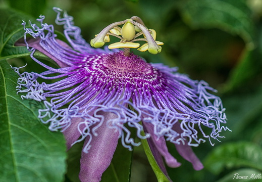 Passionsblume (Passiflora)