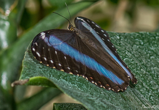 Blauer Morphofalter (Morpho peleides)